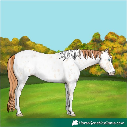 Horse Color:White Spotted Smoky Grullo Pearl Sabino Appaloosa 