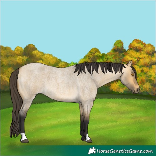 Horse Color:Buckskin Roan Dun
