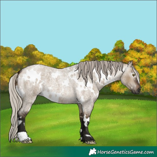 Horse Color:Gray White Spotted Silver Brown Roan Dun