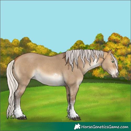 Horse Color:Silver Buckskin Dun Sabino 
