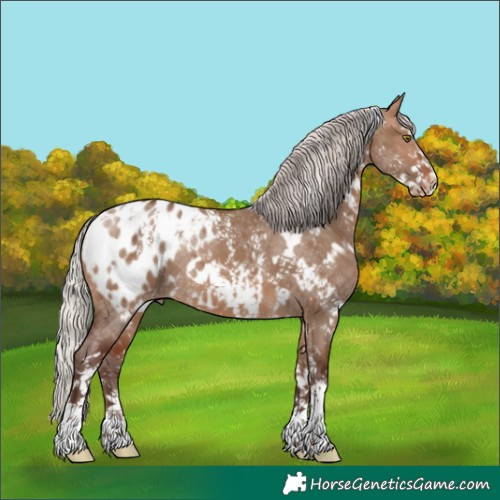 Horse Color:White Spotted Silver Brown Dun Sabino Appaloosa 