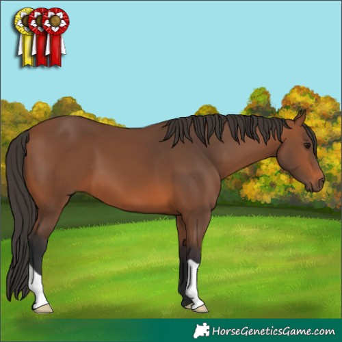 Horse Color:Bay 