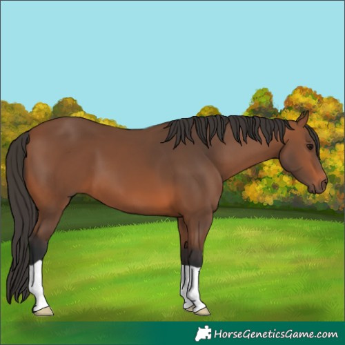 Horse Color:Bay 