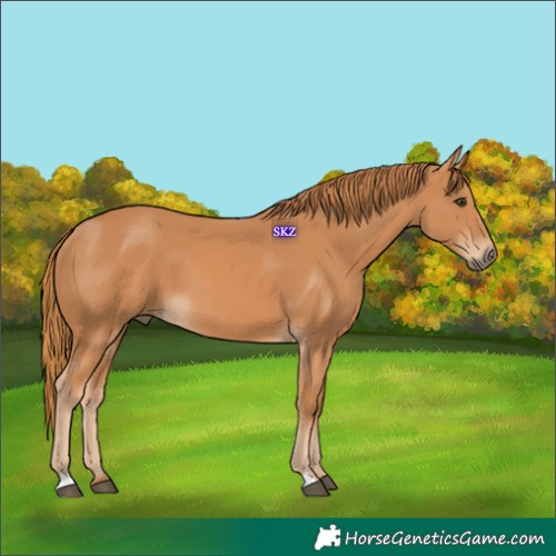 Horse Color:Chestnut 