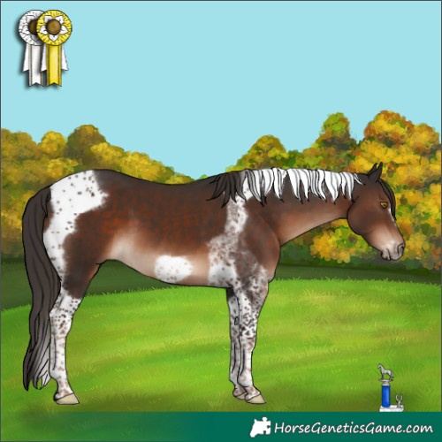 Horse Color:Liver Chestnut Tobiano Frame 