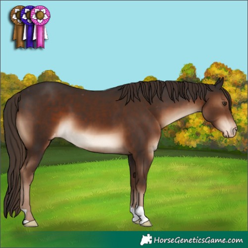 Horse Color:Liver Chestnut Appaloosa 