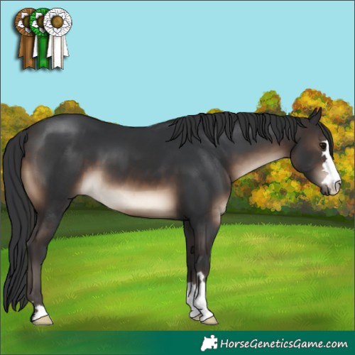Horse Color:Brown 