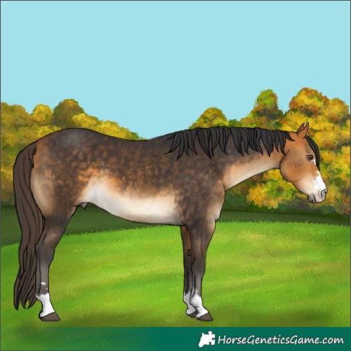 Horse Color:Buckskin 