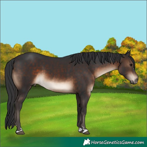 Horse Color:Brown 