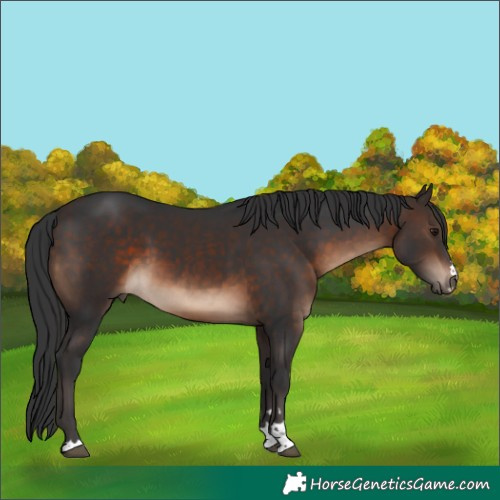 Horse Color:Brown 
