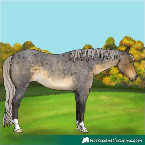 Horse Color:Silver Buckskin Roan 
