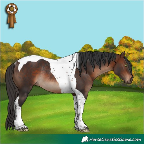 Horse Color:Brown Tobiano Rabicano 