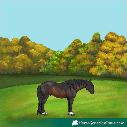 Horse Color:Brown Rabicano 