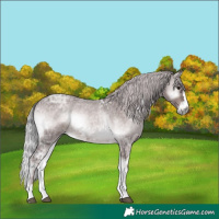 Horse Color:Platinum Chocolate Silver Brown Ice Roan Onyx