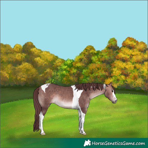 Horse Color:Platinum Chocolate Bay Tobiano