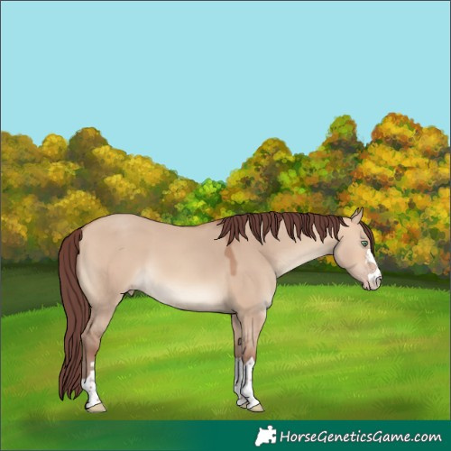 Horse Color:Chocolate Amber Champagne Dun 