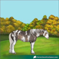 Horse Color:Silver Smoky Black Sabino Splash Appaloosa