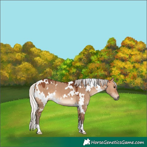 Horse Color:White Spotted Silver Bay Dun