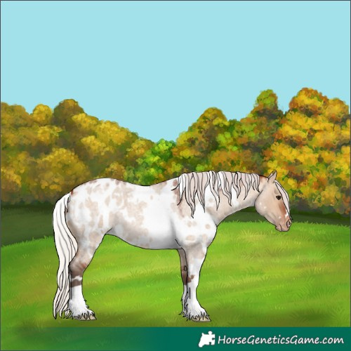 Horse Color:White Spotted Silver Bay Roan Dun Appaloosa