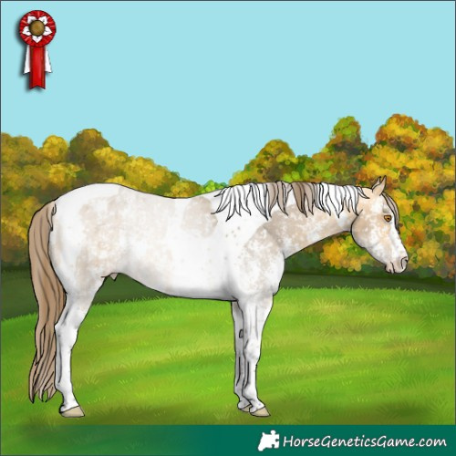 Horse Color:Buckskin Dun Sabino Tobiano Appaloosa