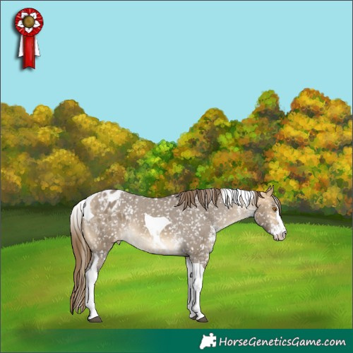 Horse Color:Buckskin Dun Sabino Tobiano Appaloosa 