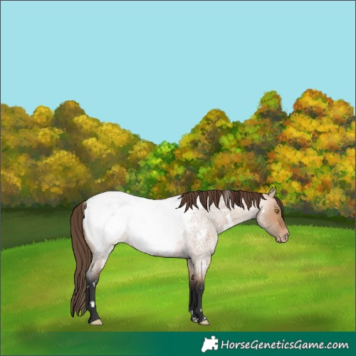 Horse Color:White Spotted Bay Roan Dun Appaloosa 