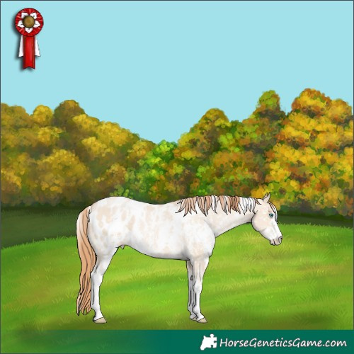 Horse Color:White Spotted Buckskin Pearl Dun Sabino Appaloosa