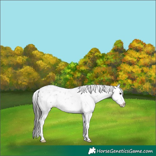 Horse Color:Smoky Grullo Sabino Splash 
