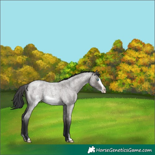 Horse Color:Grullo Roan Frame Appaloosa Rabicano 