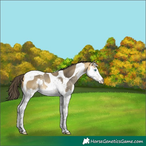 Horse Color:Buckskin Splash Tobiano Rabicano 