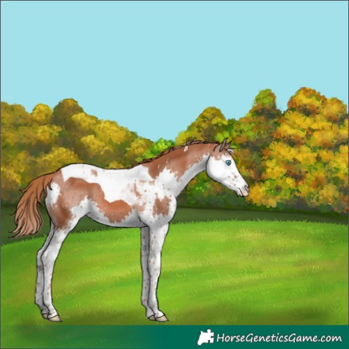 Horse Color:Chestnut Splash Tobiano 