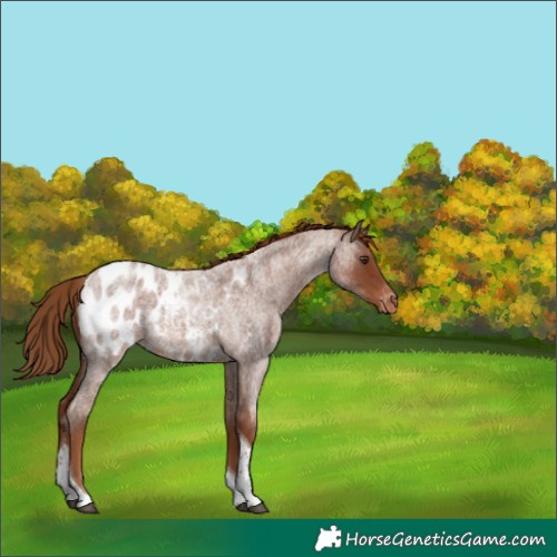 Horse Color:Red Roan Tobiano Appaloosa
