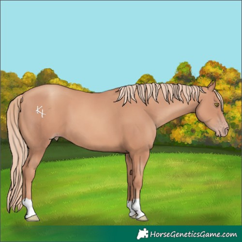 Horse Color:Gold Champagne 