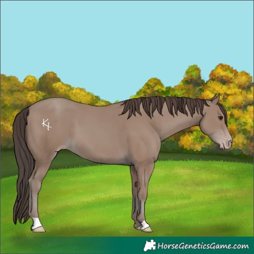 Horse Color:Classic Champagne
