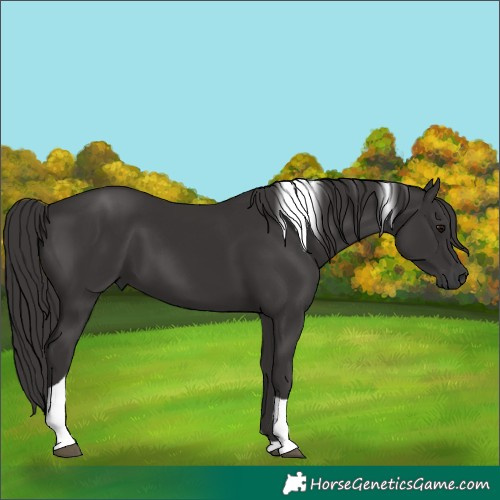 Horse Color:Unknown 