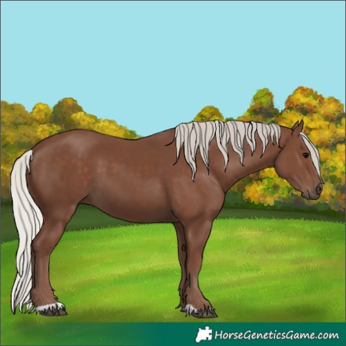 Horse Color:Unknown 