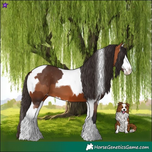 Horse Color:Bay Splash Tobiano Varnish and Bay Splash Tobiano Varnish