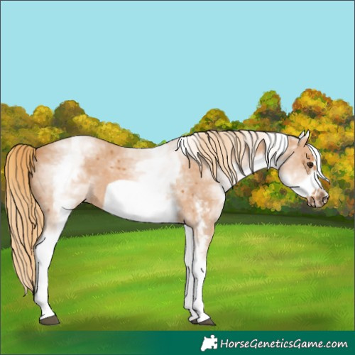 Horse Color:White Spotted Chestnut Sabino Frame
