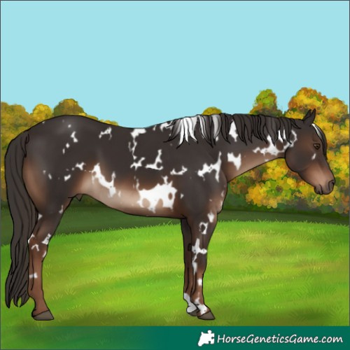 Horse Color:White Spotted Liver Chestnut 