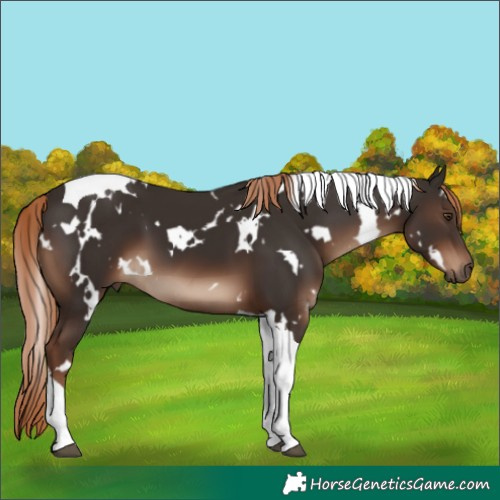 Horse Color:White Spotted Liver Chestnut Tobiano 
