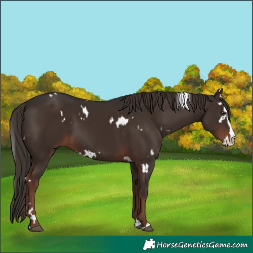 Horse Color:White Spotted Liver Chestnut Splash