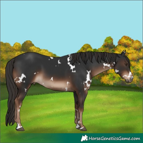 Horse Color:White Spotted Liver Chestnut