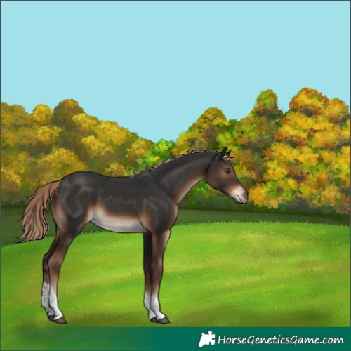 Horse Color:Liver Chestnut Tobiano 