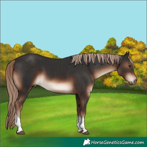 Horse Color:Liver Chestnut Tobiano