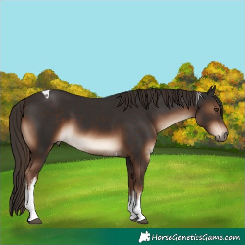 Horse Color:White Spotted Liver Chestnut Tobiano 