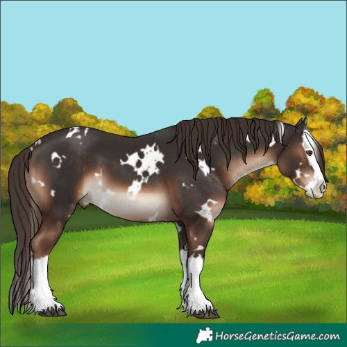 Horse Color:White Spotted Liver Chestnut Splash 