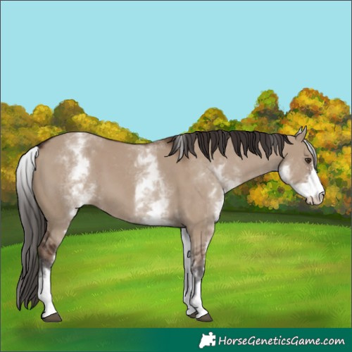 Horse Color:White Spotted Liver Red Dun Sabino 