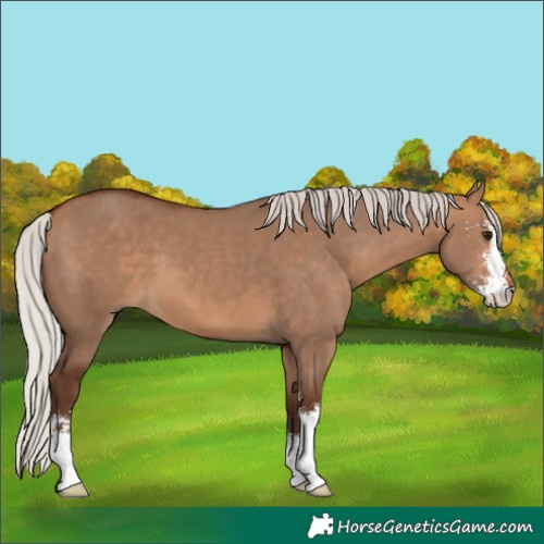Horse Color:Silver Bay Dun Sabino 