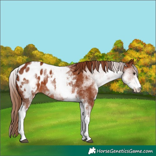 Horse Color:White Spotted Chestnut Sabino Appaloosa