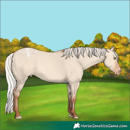 Horse Color:Silver Amber Champagne Dun Appaloosa 